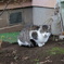 ねこ(=^･^=)