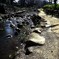井の頭公園