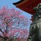 紅梅に吠えろ！