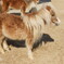 動物10
