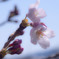 SAKURA咲く