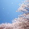 桜舞う