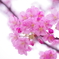 桜　ふわり