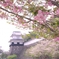 オオムラザクラと玖島城