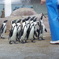 京都水族館　ペンキン　食わせろ～×3