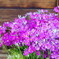 花5