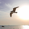 Photogenic Seagulls