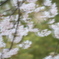 揺れる桜