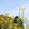 菜の花