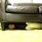 Under the sofa