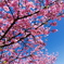 河津桜 2012-1