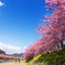 河津桜 2012-2
