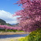 河津桜 2012-3