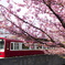 桜・京急