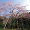 枝垂れ桜in波佐見　ギャラリー用。。５