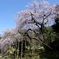 枝垂れ桜in波佐見　ギャラリー用。。６