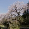 枝垂れ桜in波佐見　ギャラリー用。。７