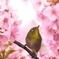 春色なのに、、、、。