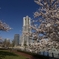 桜・・青空・・ランドマーク！