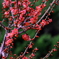 桜の前に