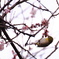 咲きはじめの桜と必至なめじろ