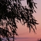 2012年4月1日の夕焼け　3