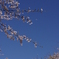 桜と月