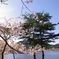 sakuraと松の木