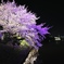 夜桜