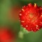 華花