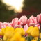 夕暮れ時のtulip