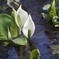 水芭蕉 その２