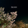 Night of cherry blossoms