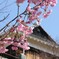 春、到来。