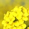 菜の花、香る①