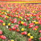 mix tulip
