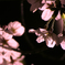 夜桜