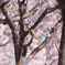 ジョウビタキと桜