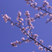 空に咲く