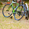 Cycling Bird