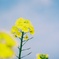 菜の花