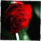 Camera VS Camellia