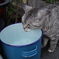 通りすがり猫76