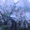 2011年4月撮影 伽耶院 蔵出し①