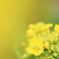 菜の花