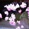舞花01