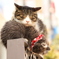 銀座の猫