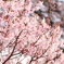 御苑の桜