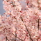 桜が咲いた