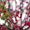 桃色の桃の花